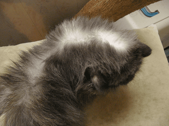 Кошка серебряного окраса